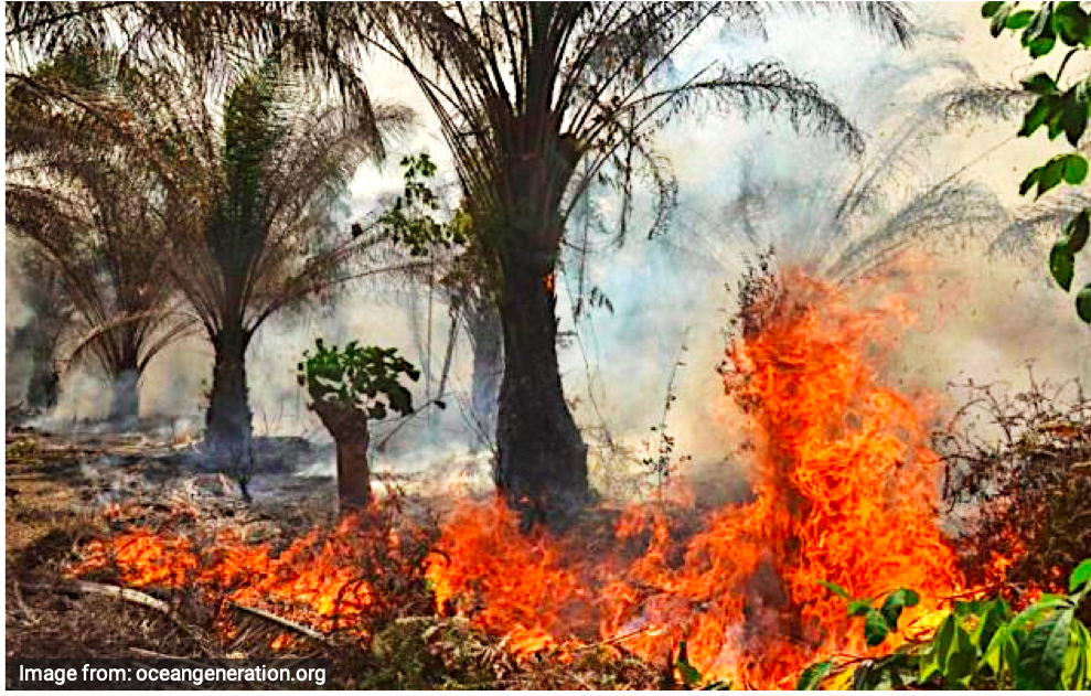 slash and burn farming