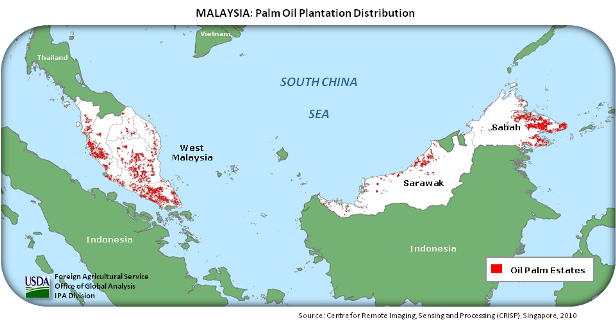  Palm  oil  a miracle turned disaster Kata Malaysia