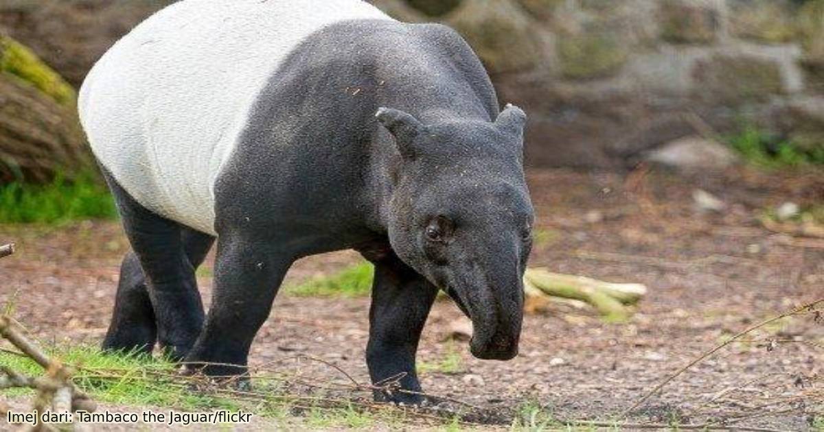 Satu Satunya Spesies Tapir Di Asia Kata Malaysia